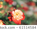 Red and yellow bicolor roses 61514584