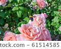 Pink rose and flying bee 61514585