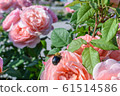 Pink rose and flying bee 61514586