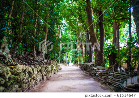 Fukugi Namiki 61514647