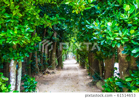 Fukugi Namiki Fukugi Namiki 61514653