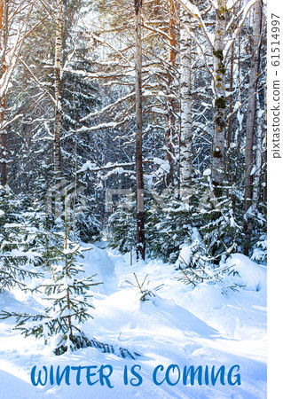 WINTER IS COMING handwritten inscription. Winter landscape WINTER IS COMING handwritten inscription. Winter landscape 61514997