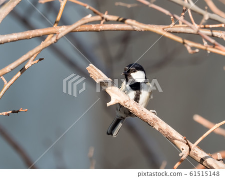 chickadee 61515148