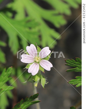 American Flower Flower 61515452