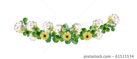 Aster, white clover, clover 61515534