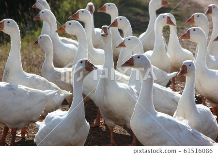 white geese for a walk 61516086