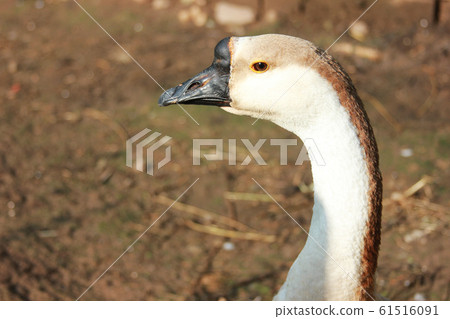 The head and the neck goose. Closeup. The background out of focus The head and the neck goose. Closeup. The background out of focus 61516091