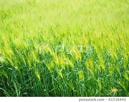 藍色麥田 藍色麥田 61516443