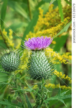 Pink milk thistle flower 61516479