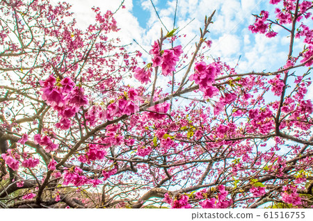 Cherry Blossoms	 61516755