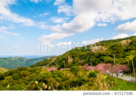 Cherry Blossoms	 61517386