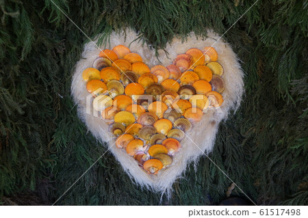 Seashell heart shell sugi cedar leaf natural material Seashell heart shell sugi cedar leaf natural material 61517498