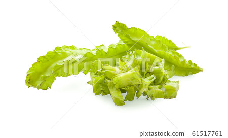 winged bean an isolated on white background winged bean an isolated on white background 61517761