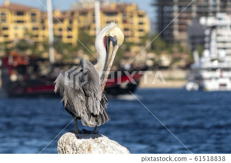 pelican in cabo san lucas mexico 61518838