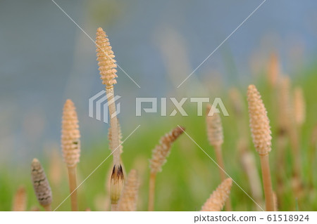 Horsetail 61518924