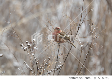 Freshwater fish Freshwater fish 61518950