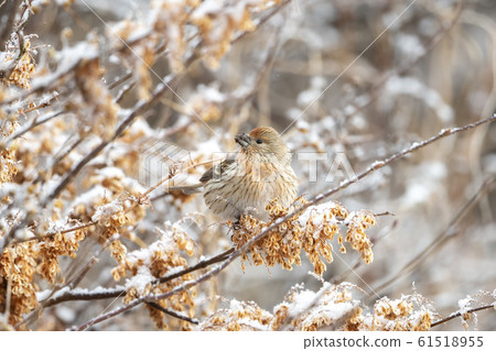 Freshwater fish Freshwater fish 61518955