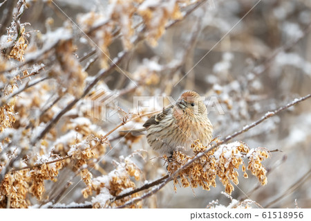 Freshwater fish Freshwater fish 61518956