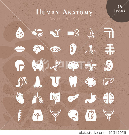 Set of vector icons of internal human organs in... - Stock Illustration ...