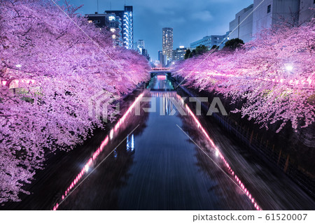 目黑川的夜櫻 目黑川的夜櫻 61520007