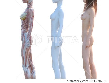 肌肉標本女性成分相同姿勢perming3DCG插圖素材 肌肉標本女性成分相同姿勢perming3DCG插圖素材 61520256