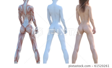 Muscle specimen female composition same pose perming3DCG illustration material 61520261