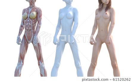 肌肉標本女性成分相同姿勢perming3DCG插圖素材 61520262