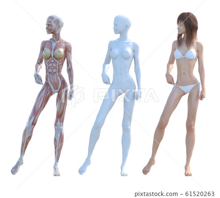 肌肉標本女性成分相同姿勢perming3DCG插圖素材 肌肉標本女性成分相同姿勢perming3DCG插圖素材 61520263