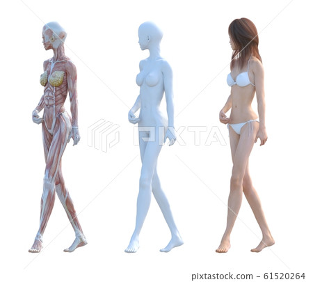 Muscle specimen female composition same pose perming3DCG illustration material Muscle specimen female composition same pose perming3DCG illustration material 61520264