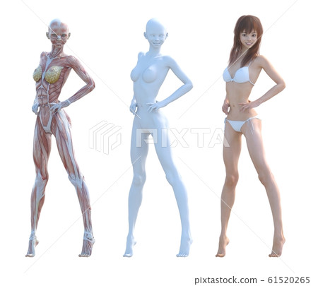 肌肉標本女性成分相同姿勢perming3DCG插圖素材 61520265