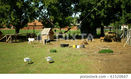 Domestic goat breed of boer africa, pygmy. Farming bio organic ecological farm Ouessant sheep. Goats landscape grazing, goose grass, Cameroon dwarf, Capra Aegagrus Hircus, Village graze lands farming Domestic goat breed of boer africa, pygmy. Farming bio organic ecological farm Ouessant sheep. Goats landscape grazing, goose grass, Cameroon dwarf, Capra Aegagrus Hircus, Village graze lands farming 61520687