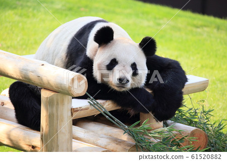 Gutara Panda 61520882