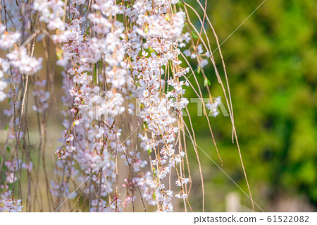 Underwater weeping cherry tree-up-[Nagano Prefecture] 61522082