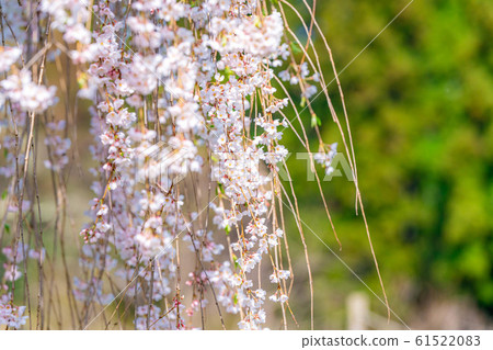 Underwater weeping cherry tree-up-[Nagano Prefecture] 61522083