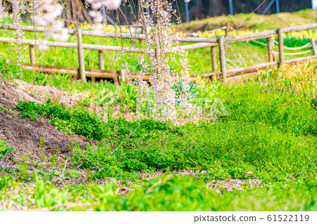 Underwater weeping cherry tree-up-[Nagano Prefecture] 61522119
