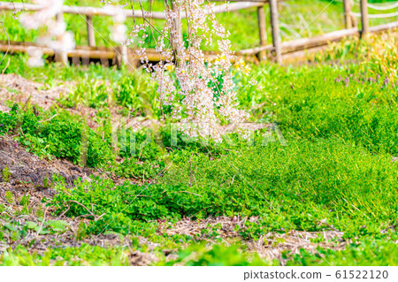 Underwater weeping cherry tree-up-[Nagano Prefecture] 61522120