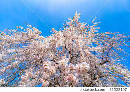 Underwater weeping cherry tree [Nagano Prefecture] 61522197