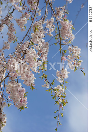 Weeping cherry tree 3 Weeping cherry tree 3 61522524