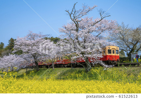 小湊鐵路櫻花和油菜花 小湊鐵路櫻花和油菜花 61522613