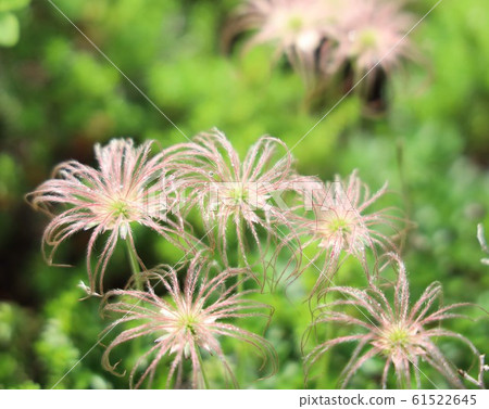 叮叮噹當的花朵 61522645