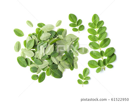 Moringa leaves on white background. Moringa leaves on white background. 61522950