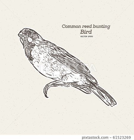 The common reed bunting Bird, hand draw sketch 61523269