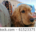 Headshot,The dog brown english cocker spaniel,he sleep on Pickup truck at Turkey 61523375