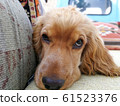 Headshot,The dog brown english cocker spaniel,he sleep on Pickup truck at Turkey 61523376