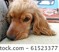 Headshot,The dog brown english cocker spaniel,he sleep on Pickup truck at Turkey 61523377