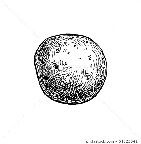 Ink sketch of potato. 61523541