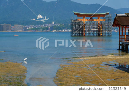 嚴島神社大鳥居修復 61523849