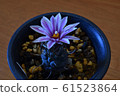 Cactus 61523864