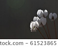 Cyclamen 61523865