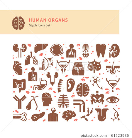 Set of vector icons of internal human organs in a linear style isolated. 61523986